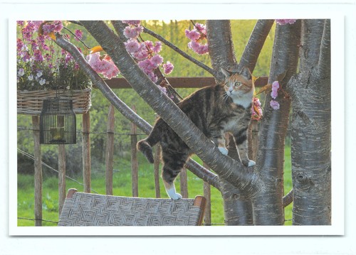 Cartolina postale gatto - 1,