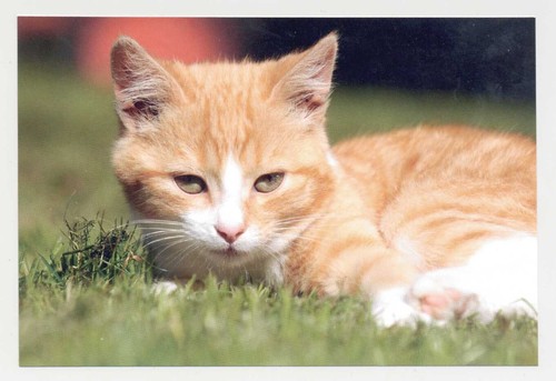 Cartolina postale gatto - 1,