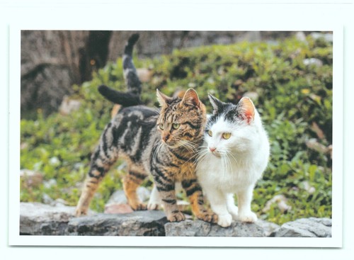 Cartolina postale gatto - cartolina, 35''